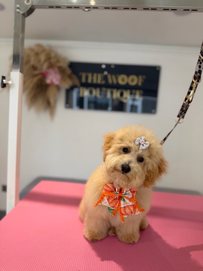 Apricot puppy with a hair clip and orange bow