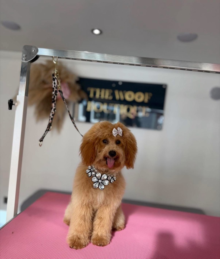 Apricot cavapoo with a diamanté bow and necklace