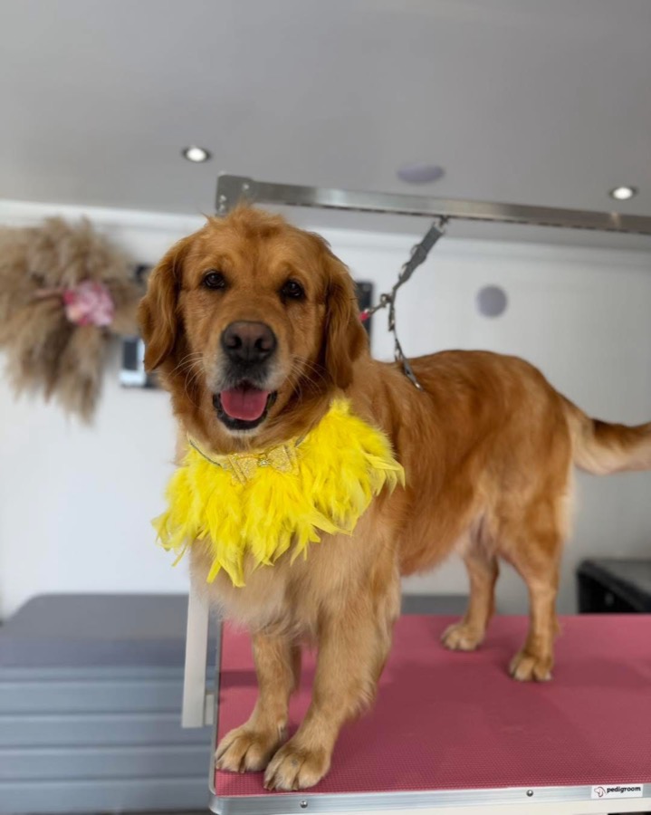 Golden retriever in a yellow feather boa