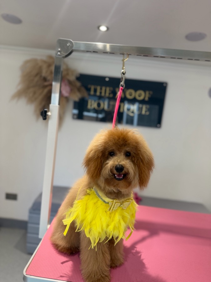Goldendoodle in a yellow feather boa