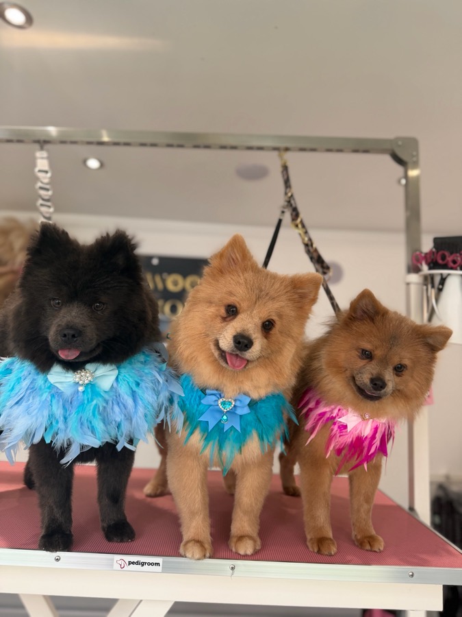 Three fluffy Pomeranian-type dogs in feather boas