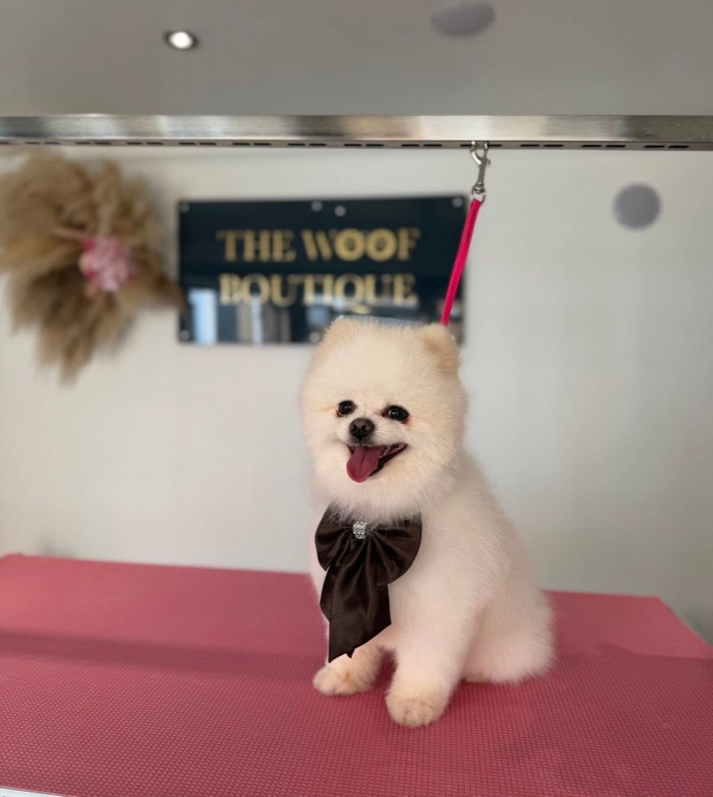 White Pomeranian with a black satin bow