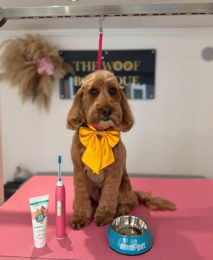 Cockapoo with a yellow bow beside an ultrasonic toothbrush and toothpaste